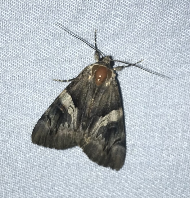 Catocala fulminea - galagonya-övesbagoly