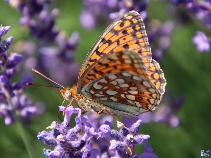 Argynnis niobe - ibolya-gyöngyházlepke