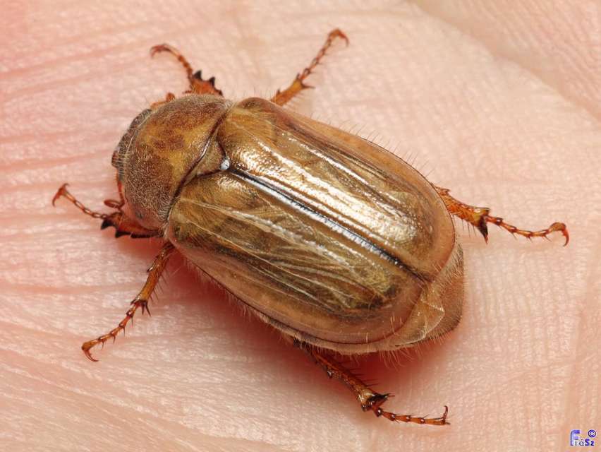 Amphimallon solstitiale - bordás sárgacserebogár