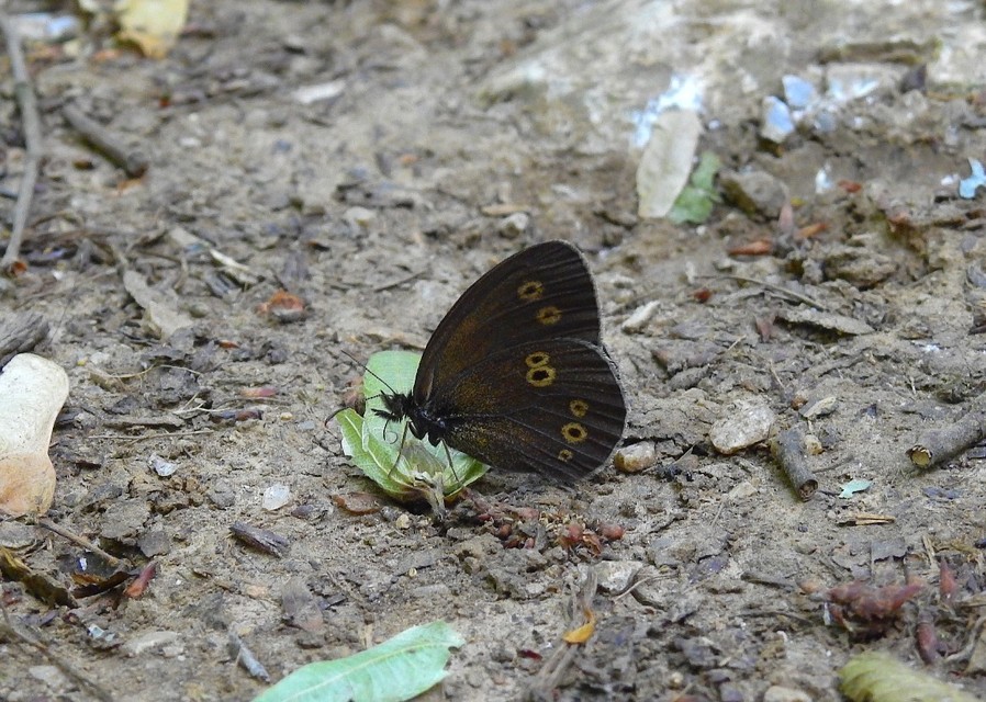 Aphantopus hyperanthus - közönséges ökörszemlepke