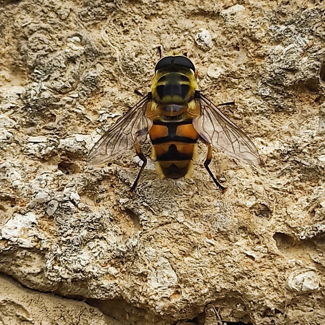 Myathropa florea - halálfejes odúlégy