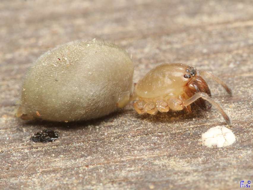 Cheiracanthium