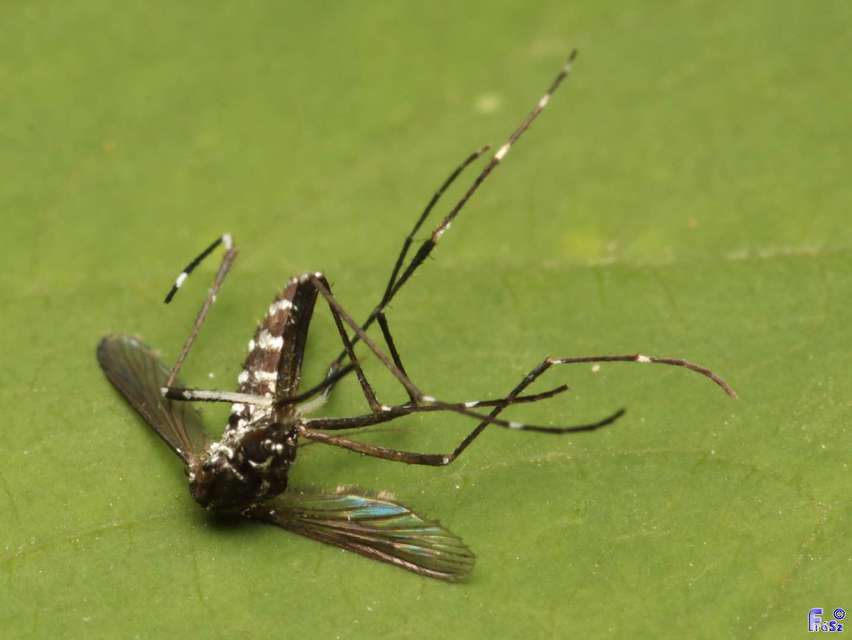 Aedes albopictus - ázsiai tigrisszúnyog