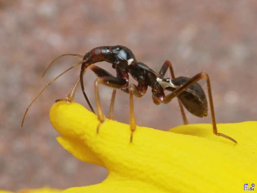 Himacerus mirmicoides - csalán-tolvajpoloska