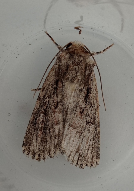 Dichagyris signifera - pompás földibagoly