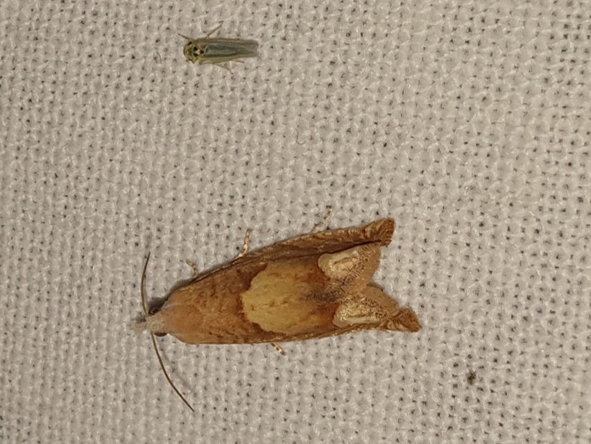 Eucosma