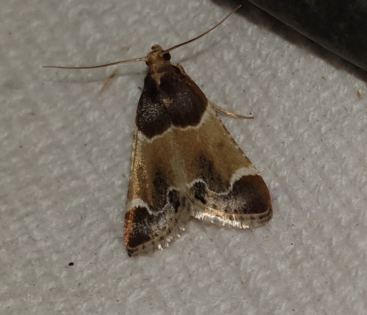 Pyralis farinalis - lisztilonca