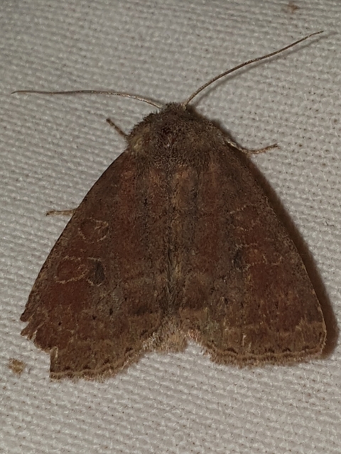 Parastichtis suspecta - sötét erdeibagoly