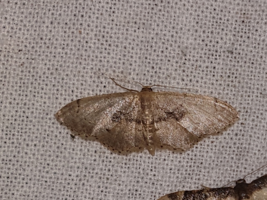 Idaea laevigata - sötétfoltos apróaraszoló
