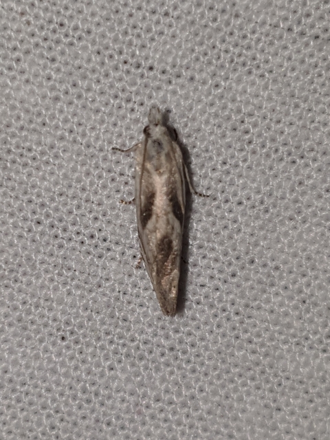 Eucosma metzneriana - ürömgyökér-tükrösmoly