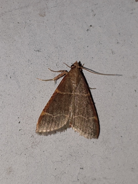 Hypsopygia glaucinalis - rezes fényilonca