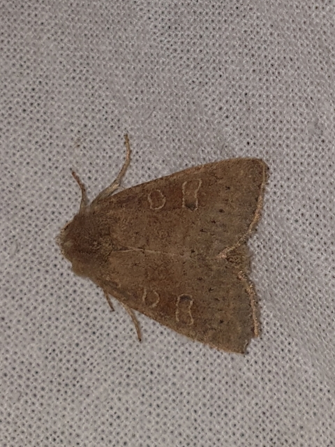 Parastichtis suspecta - sötét erdeibagoly