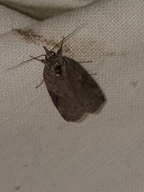 Nycteola asiatica - nyárfa-trapézbagoly