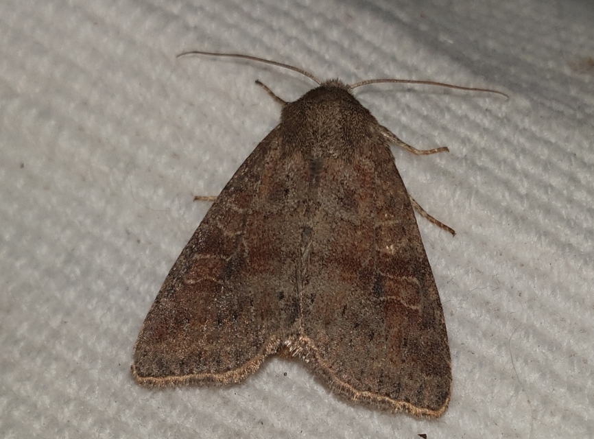 Parastichtis suspecta - sötét erdeibagoly