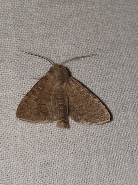 Parastichtis suspecta - sötét erdeibagoly