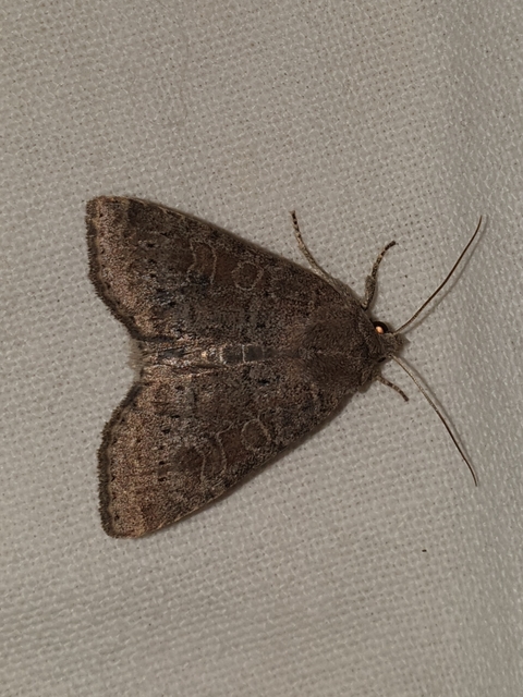 Parastichtis suspecta - sötét erdeibagoly