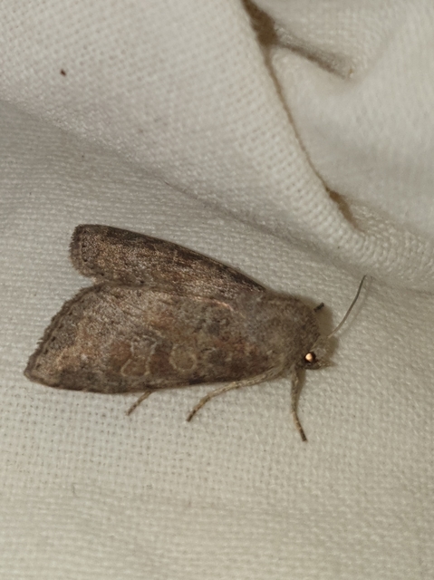 Parastichtis suspecta - sötét erdeibagoly