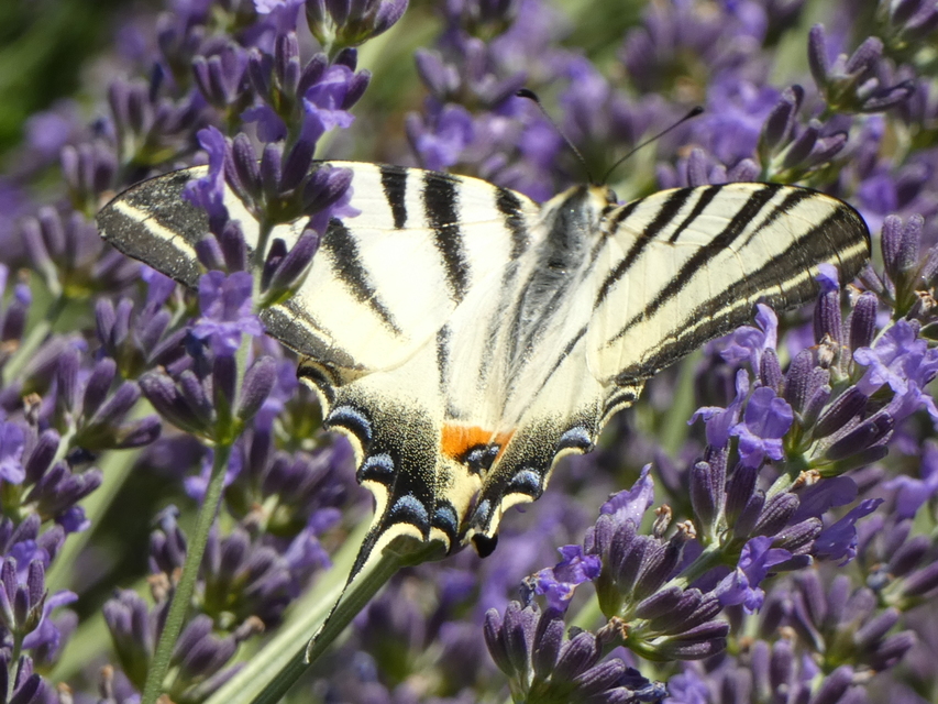 Iphiclides podalirius - kardoslepke