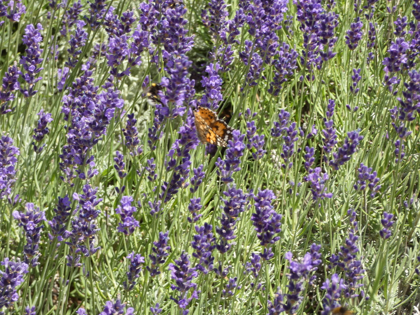 Vanessa cardui - bogáncslepke