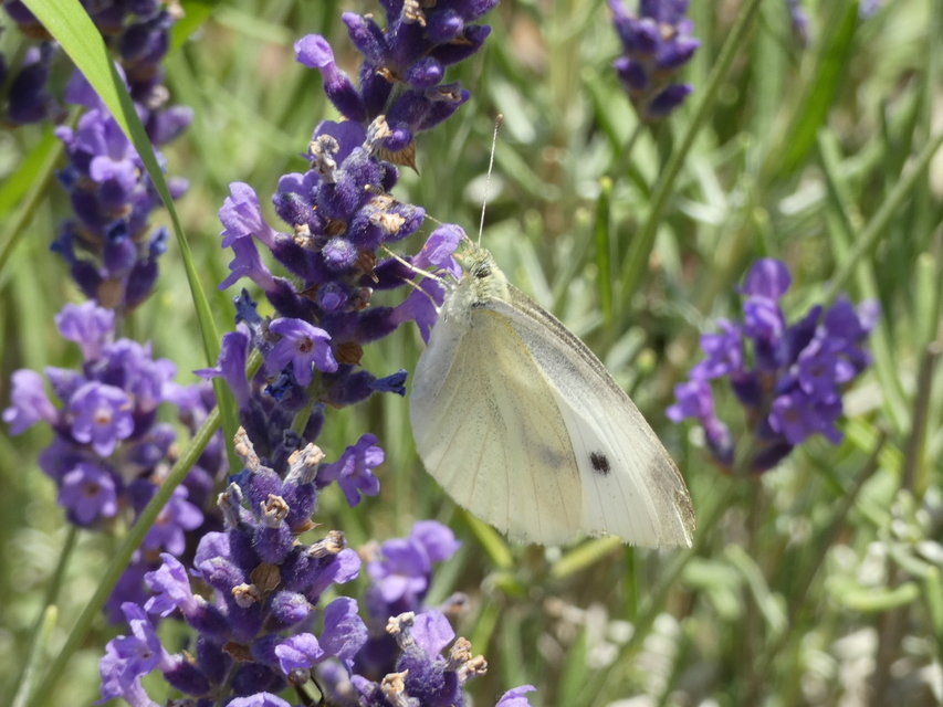Pieris rapae - répalepke