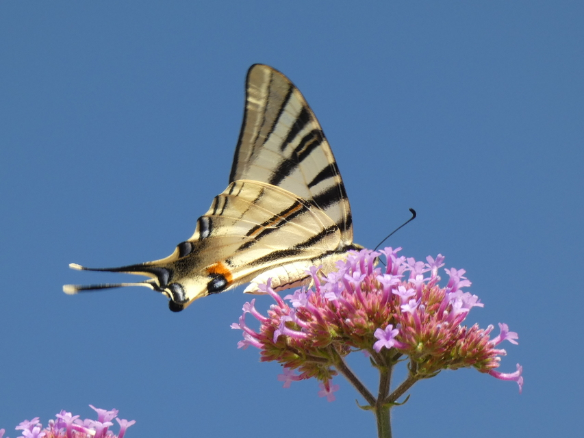 Iphiclides podalirius - kardoslepke