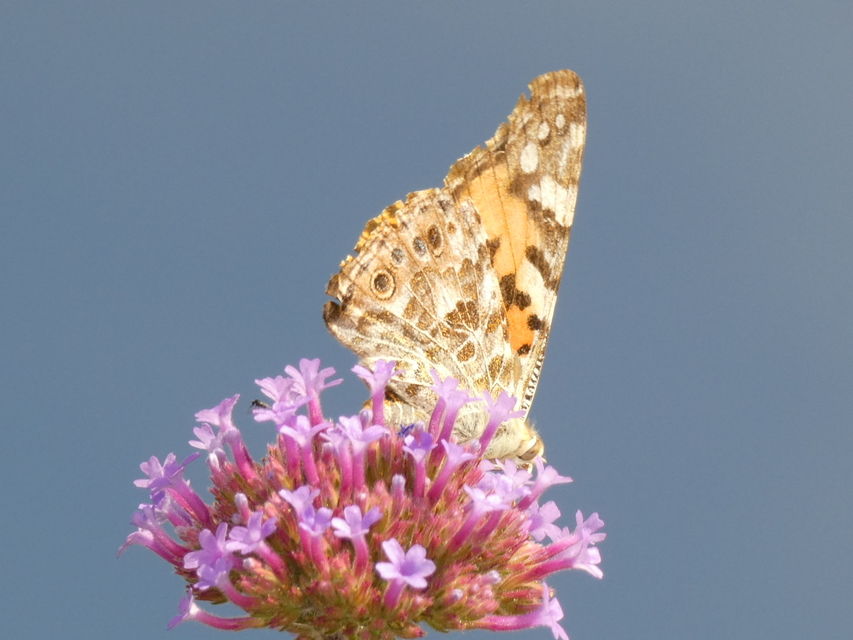 Vanessa cardui - bogáncslepke