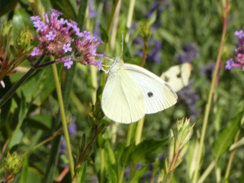 Pieris rapae - répalepke