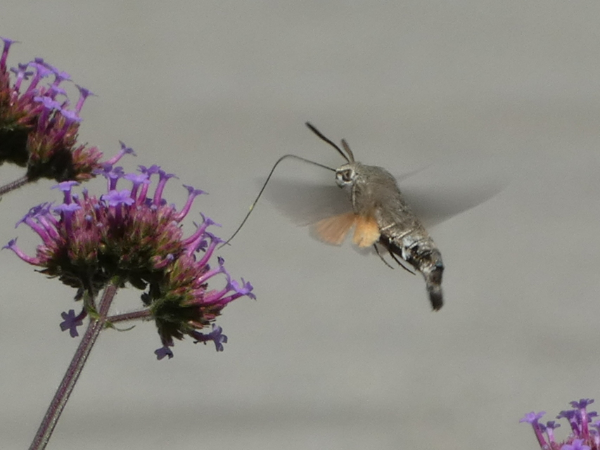 Macroglossum stellatarum - kacsafarkú szender