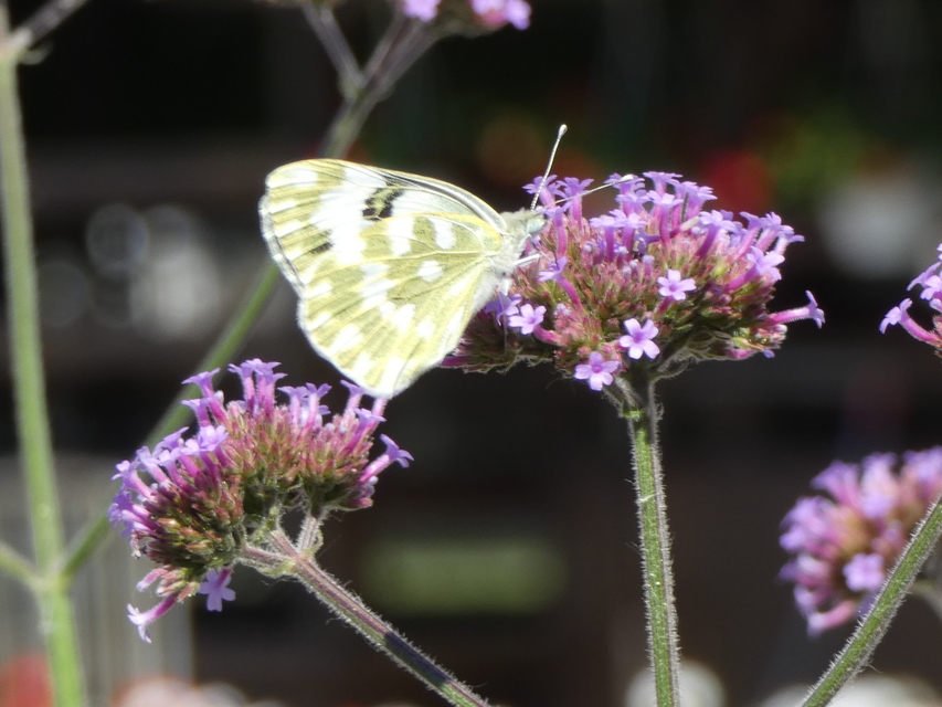 Pontia edusa - rezedalepke