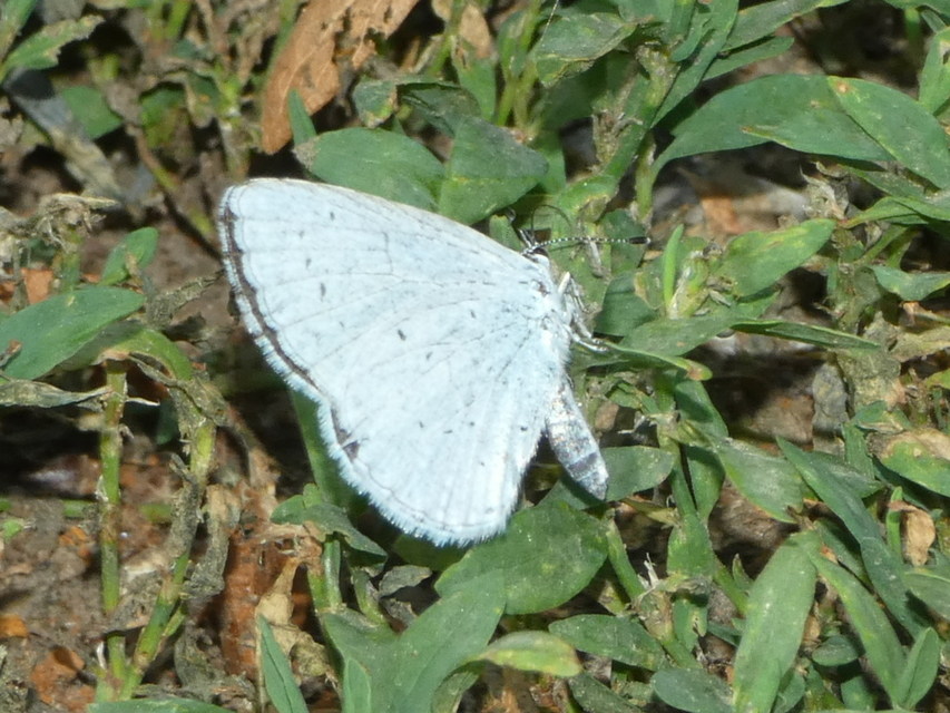Celastrina argiolus - bengeboglárka