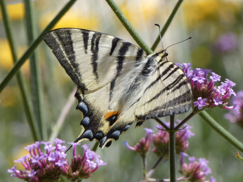 Iphiclides podalirius - kardoslepke