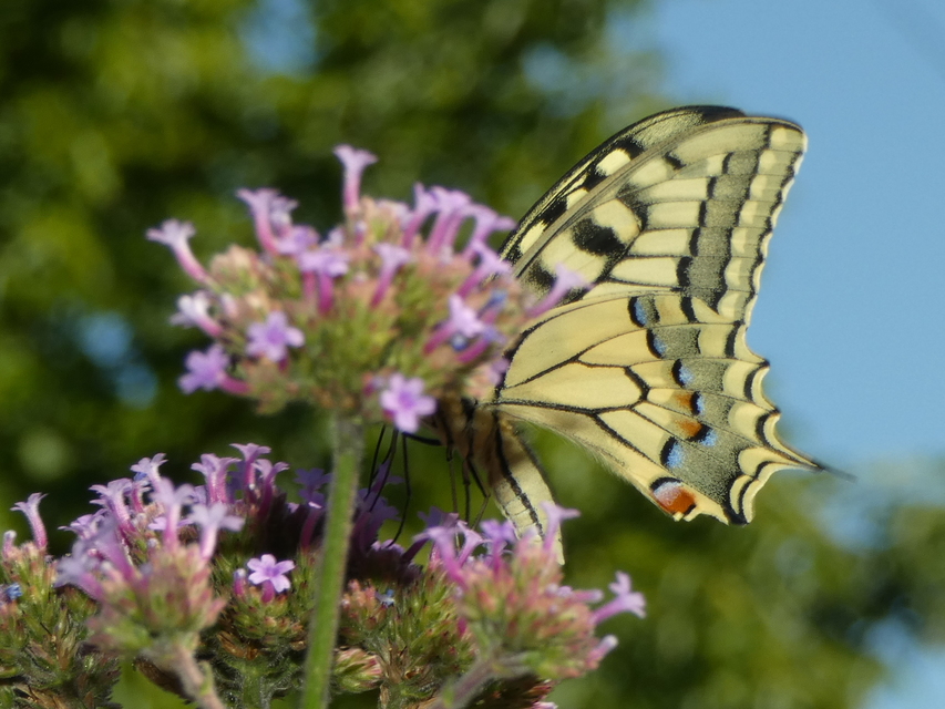 Papilio machaon - fecskefarkú lepke
