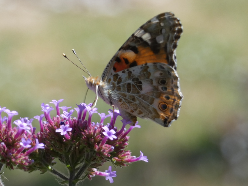 Vanessa cardui - bogáncslepke