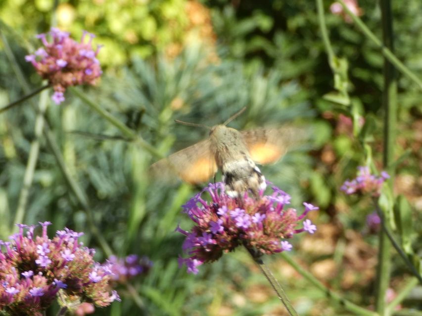 Macroglossum stellatarum - kacsafarkú szender
