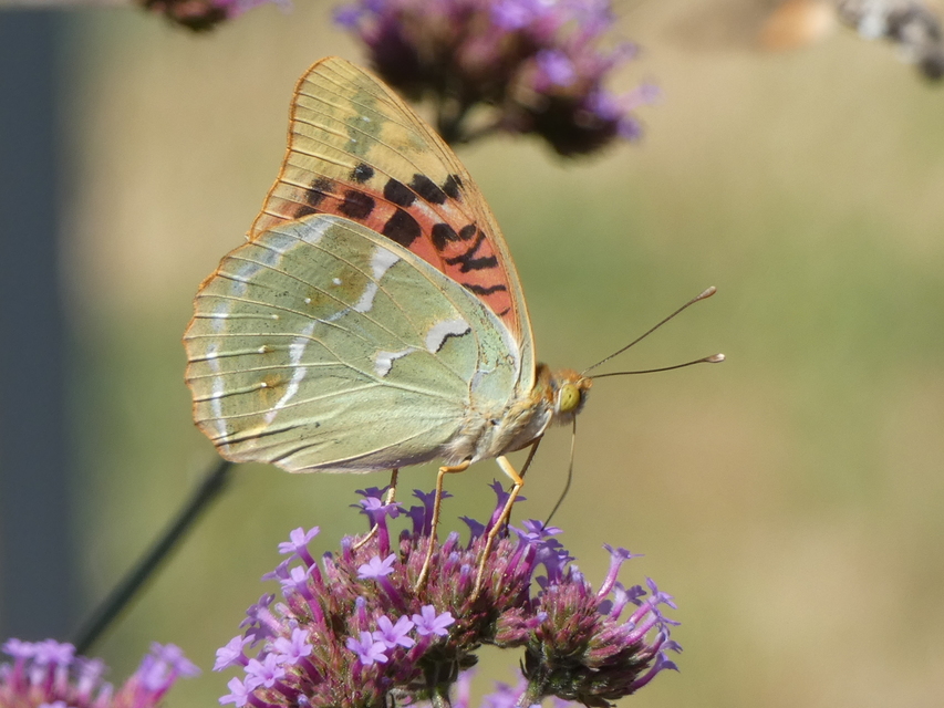 Argynnis pandora - zöldes gyöngyházlepke