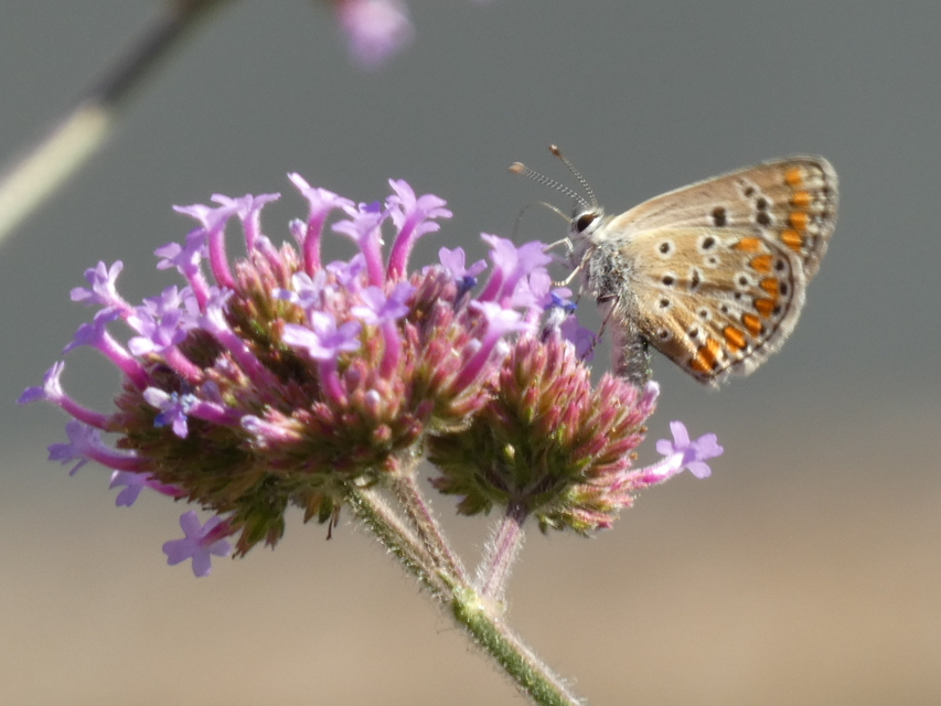 Aricia agestis - szerecsenboglárka