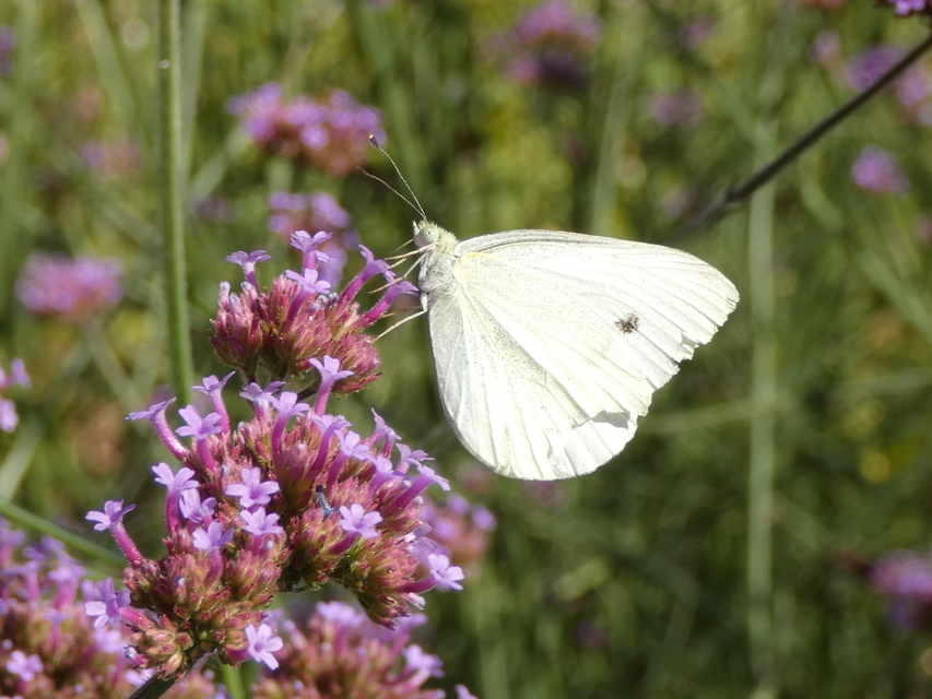 Pieris rapae - répalepke