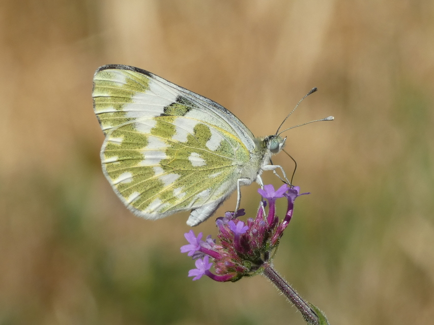 Pontia edusa - rezedalepke