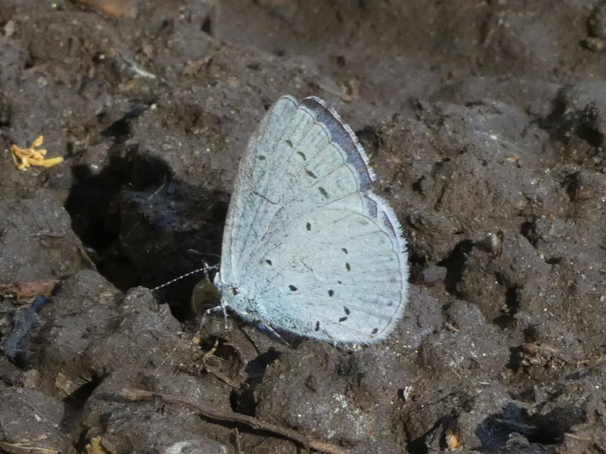 Celastrina argiolus - bengeboglárka