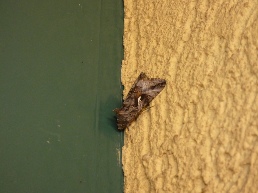 Autographa gamma - gammalepke