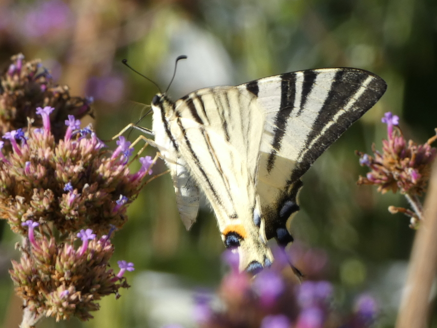 Iphiclides podalirius - kardoslepke