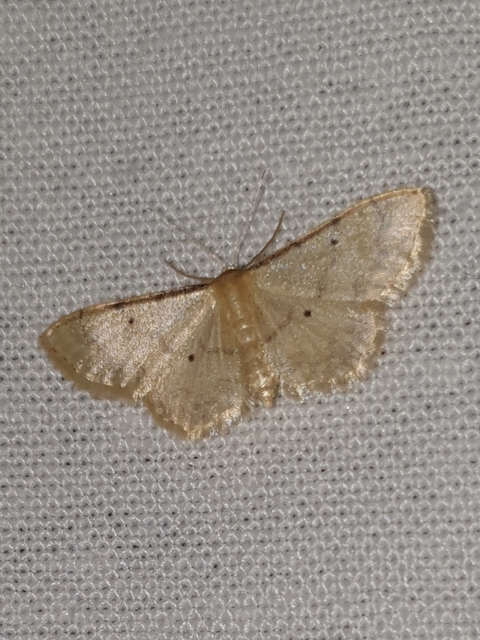 Idaea politaria - vonalas apróaraszoló