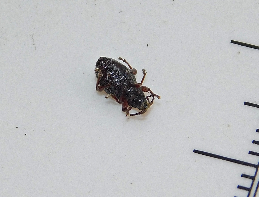 Otiorhynchus ovatus - apró gyalogormányos