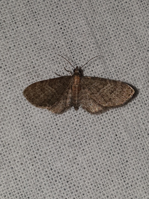 Eupithecia haworthiata - rozsdástestű törpearaszoló