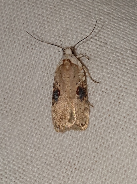 Agonopterix alstromeriana - bürök-laposmoly