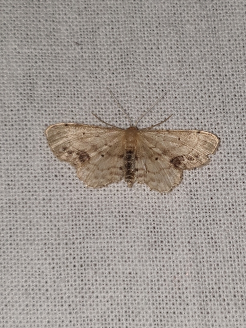 Idaea dimidiata - gyakori apróaraszoló