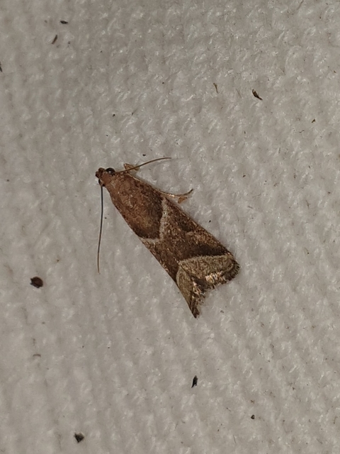 Nyctegretis
