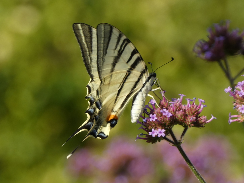 Iphiclides podalirius - kardoslepke