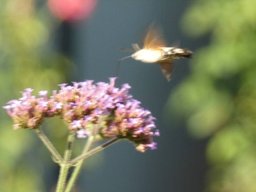 Macroglossum stellatarum - kacsafarkú szender