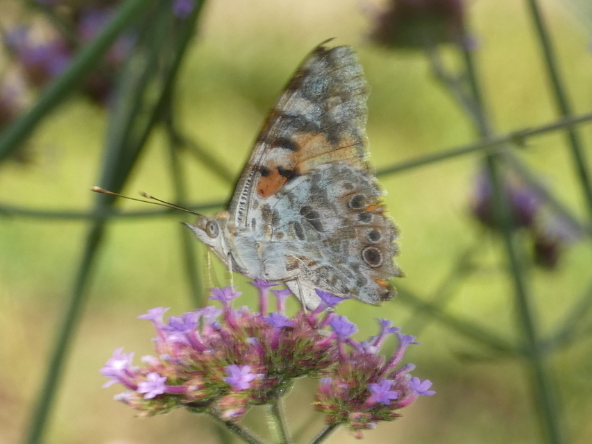 Vanessa cardui - bogáncslepke